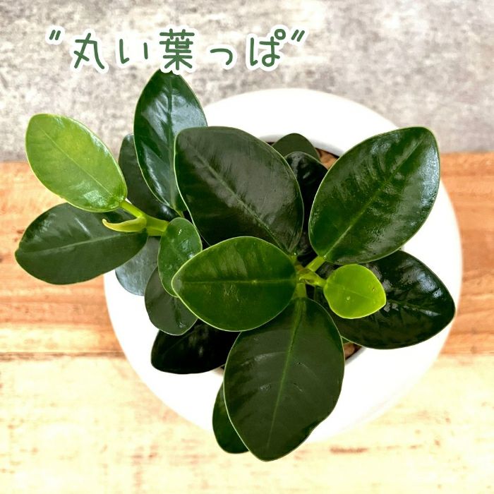 観葉植物現品販売