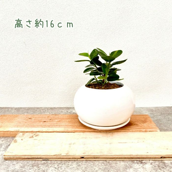 観葉植物現品販売