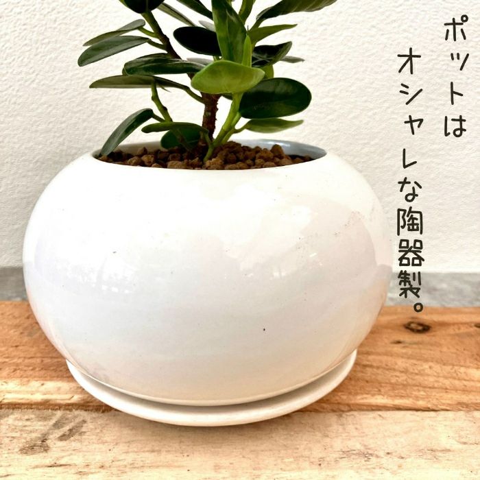 観葉植物現品販売