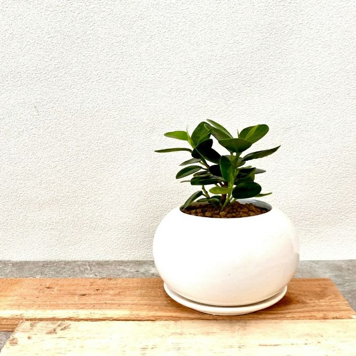 観葉植物現品販売