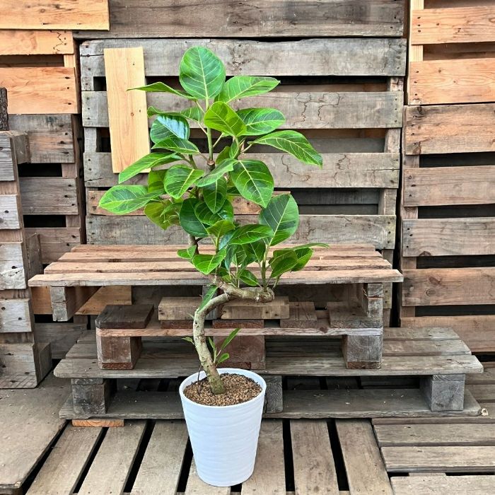 観葉植物現品販売