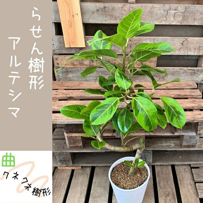 観葉植物現品販売