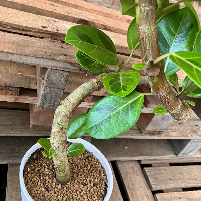 観葉植物現品販売