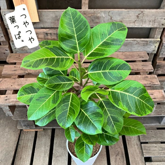 観葉植物現品販売