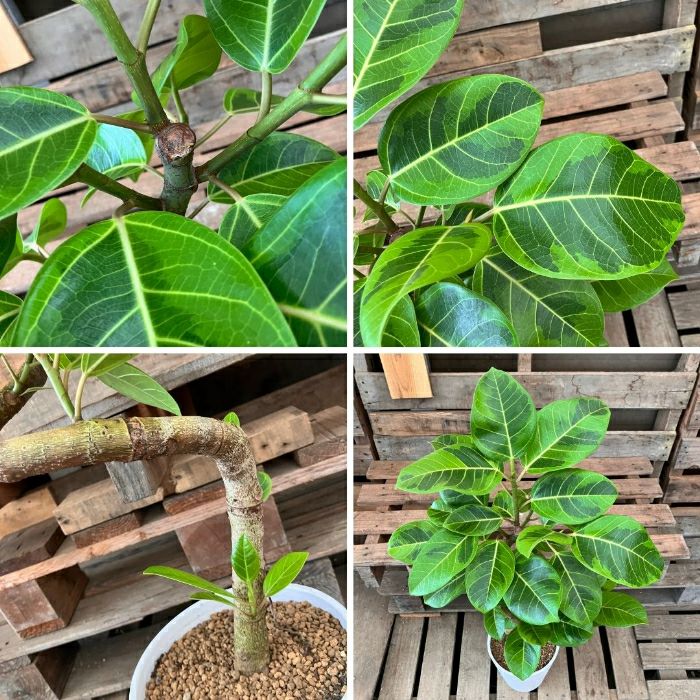 観葉植物現品販売