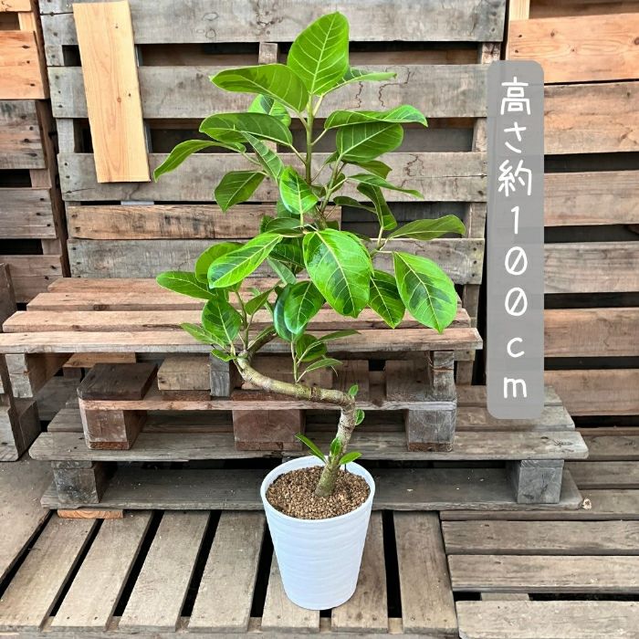 観葉植物現品販売