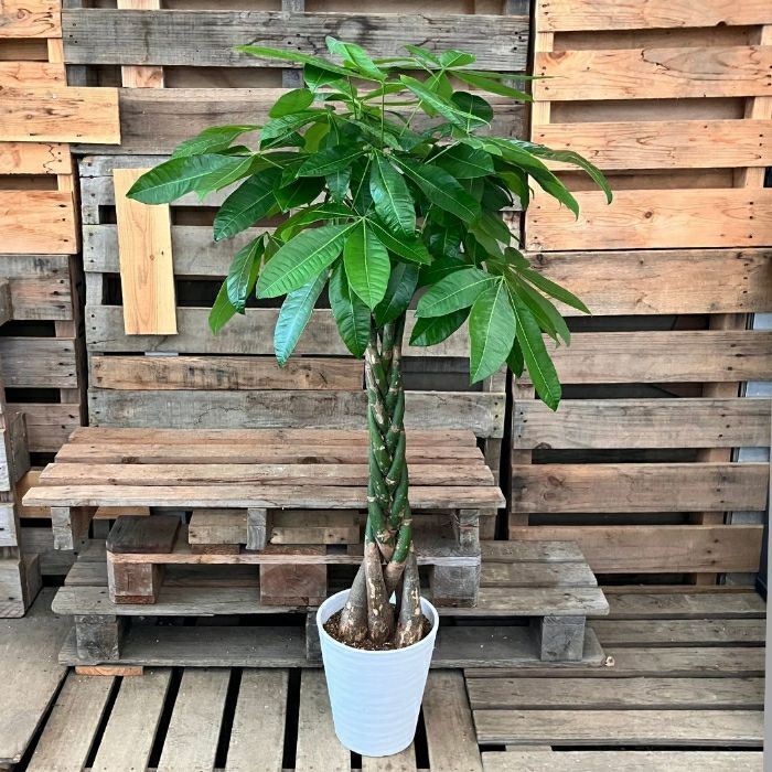 観葉植物現品販売