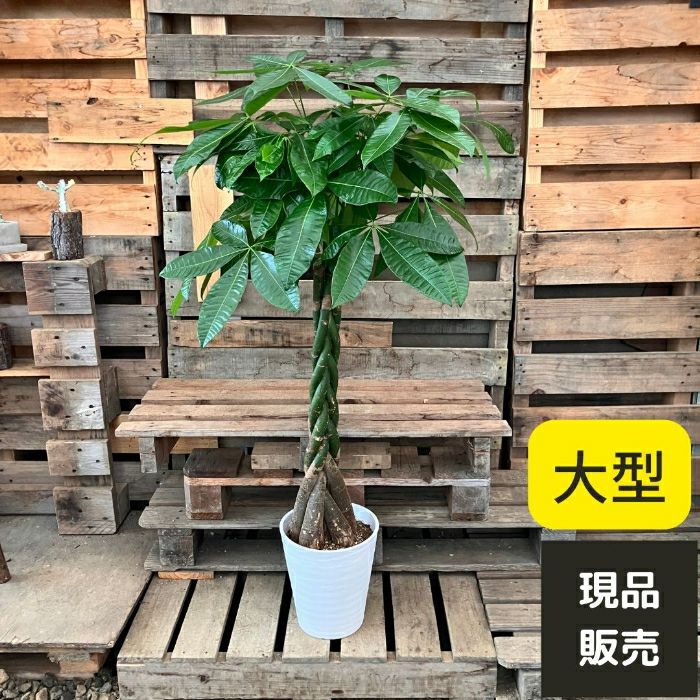 観葉植物現品販売