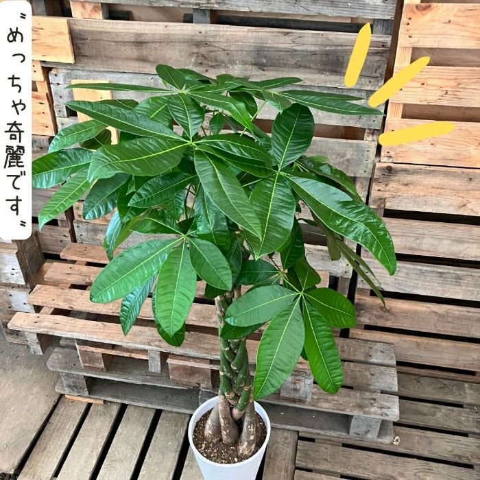 観葉植物現品販売