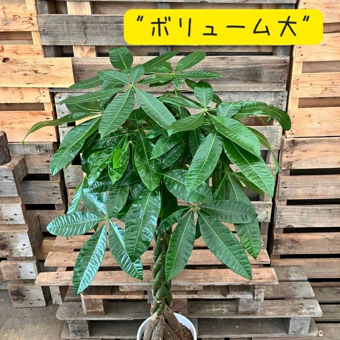 観葉植物現品販売