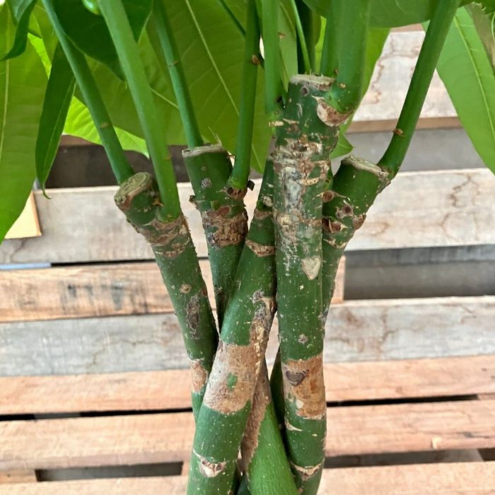 観葉植物現品販売