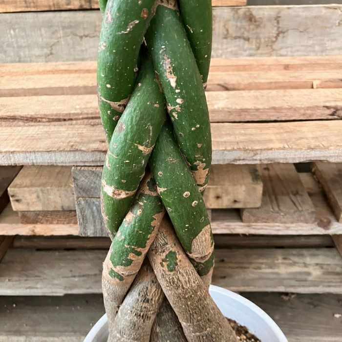 観葉植物現品販売