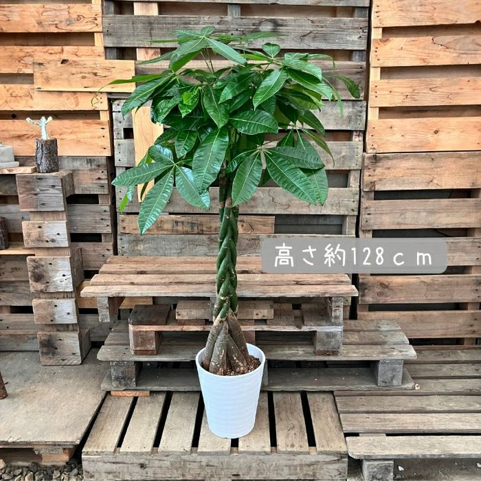 観葉植物現品販売