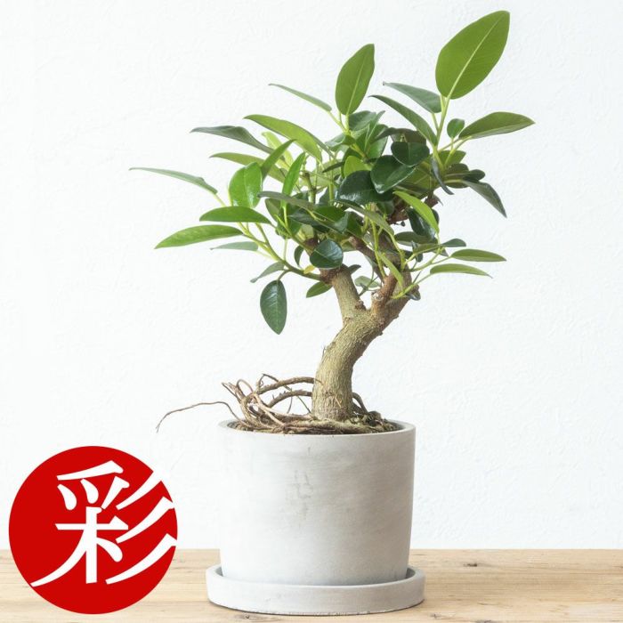 観葉植物 朴モノ フランスゴム シリンダー型 コンクリートポット インテリア おしゃれ お祝い 小さい 室内 オフィス ギフト プレゼント
