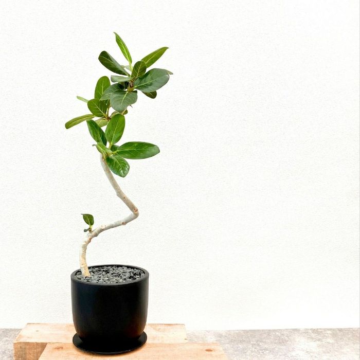 観葉植物現品販売
