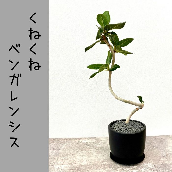 観葉植物現品販売