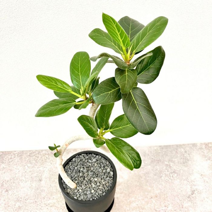 観葉植物現品販売