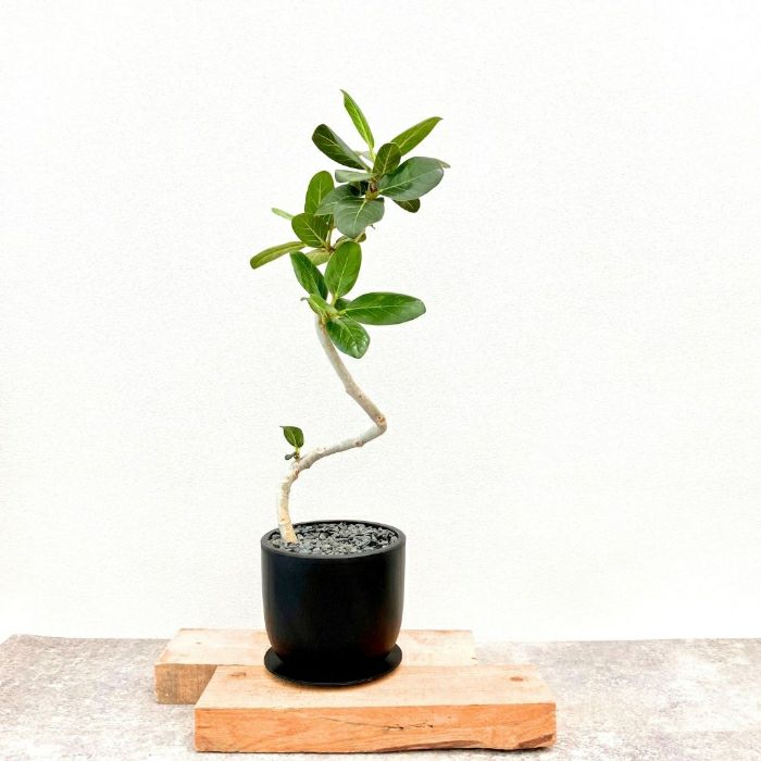 観葉植物現品販売