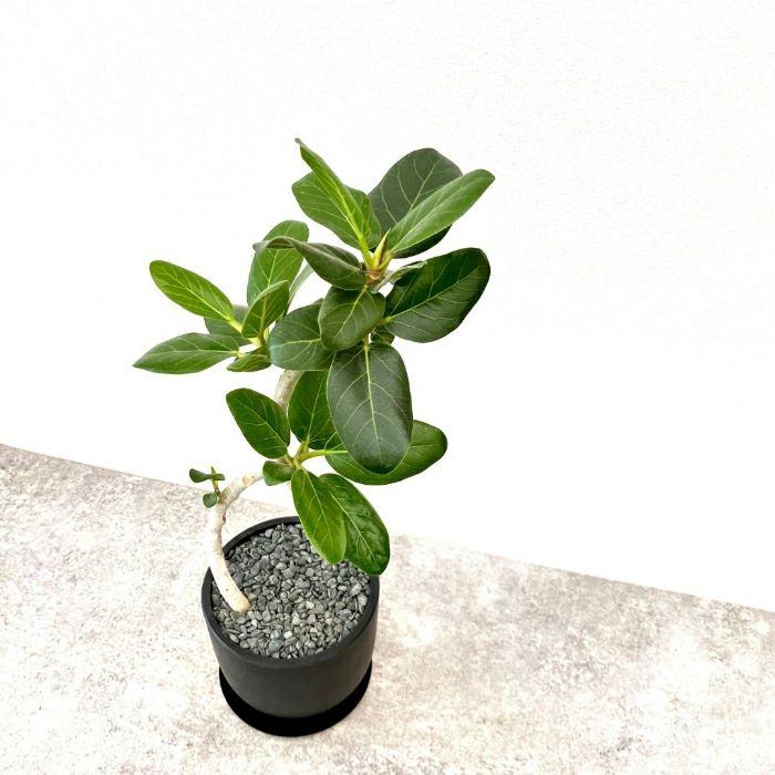 観葉植物現品販売