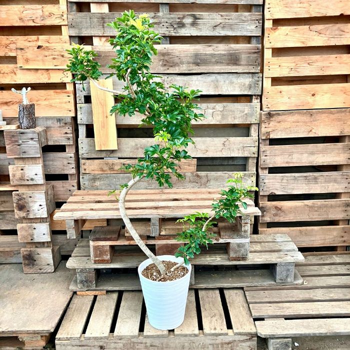 観葉植物現品販売