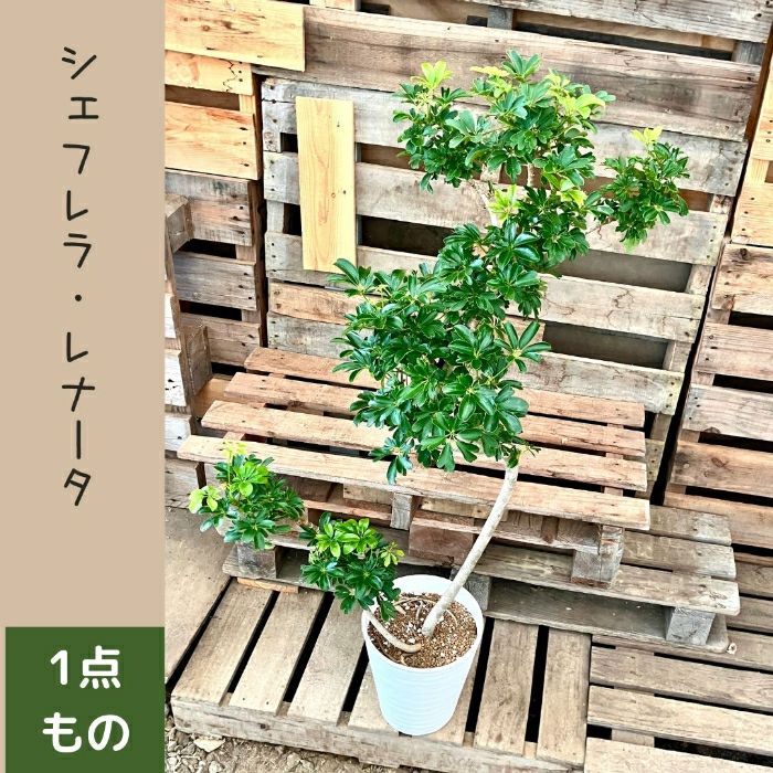 観葉植物現品販売