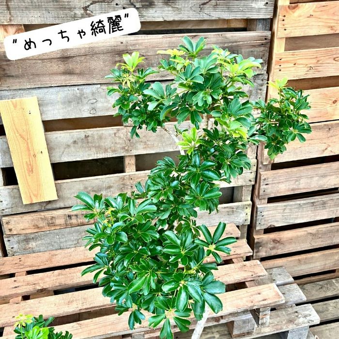 観葉植物現品販売