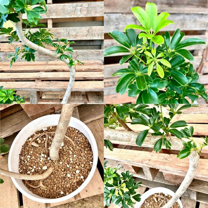 観葉植物現品販売