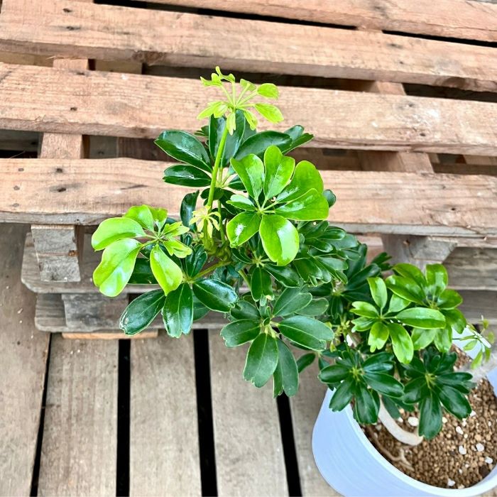 観葉植物現品販売