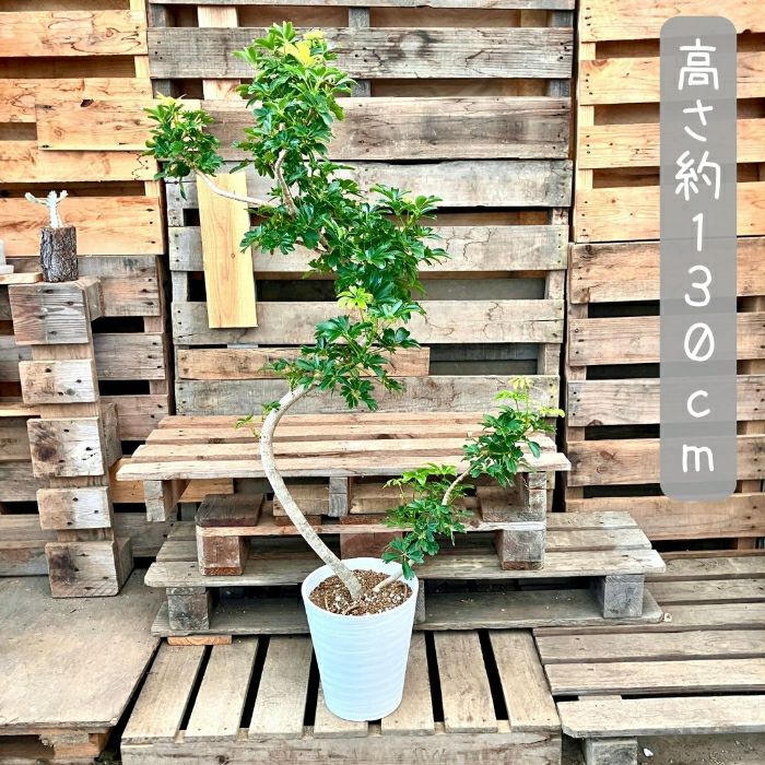 観葉植物現品販売