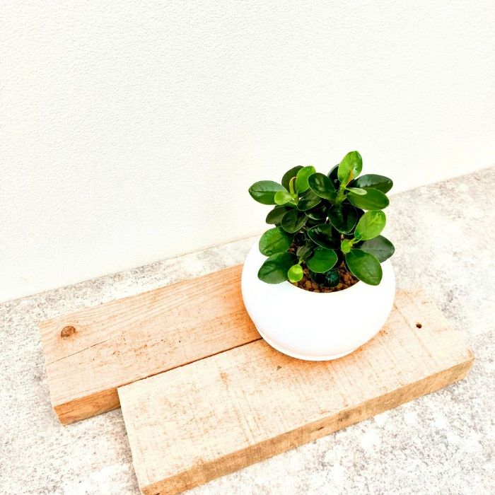観葉植物現品販売