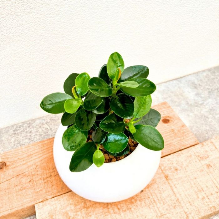 観葉植物現品販売