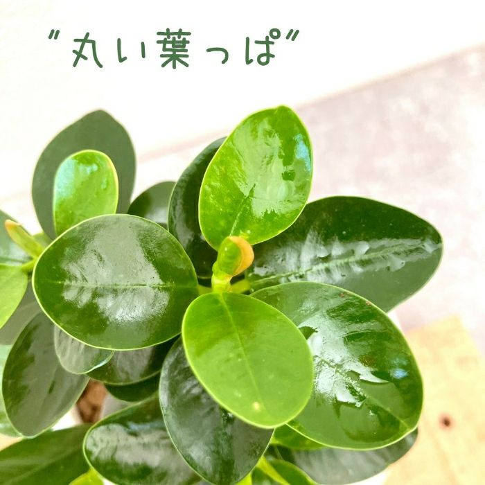 観葉植物現品販売