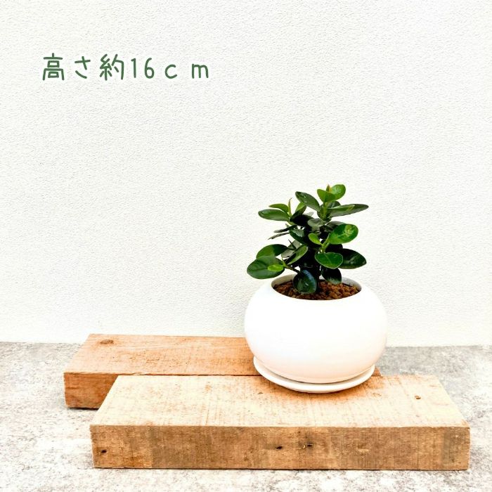 観葉植物現品販売