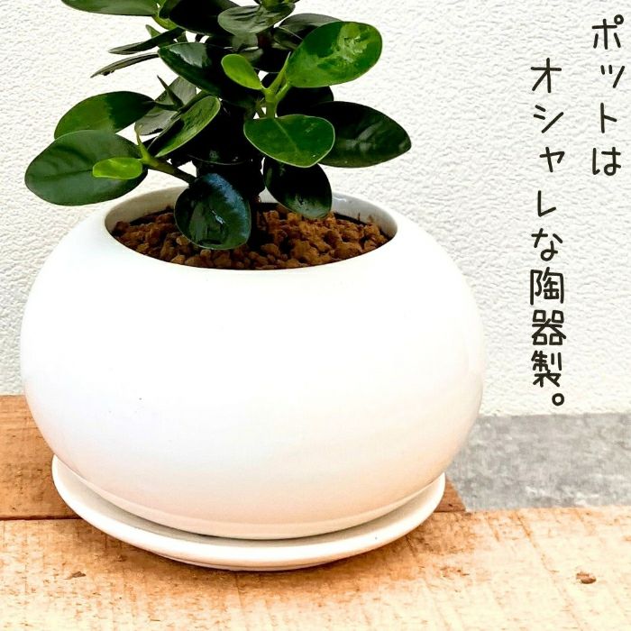 観葉植物現品販売