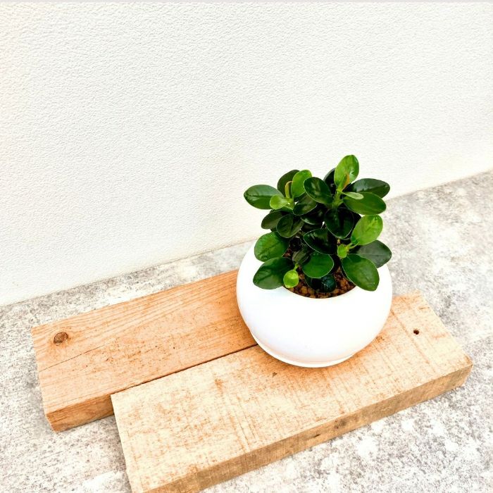観葉植物現品販売