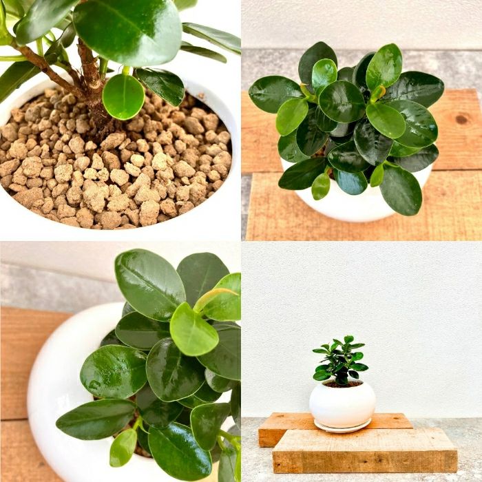 観葉植物現品販売