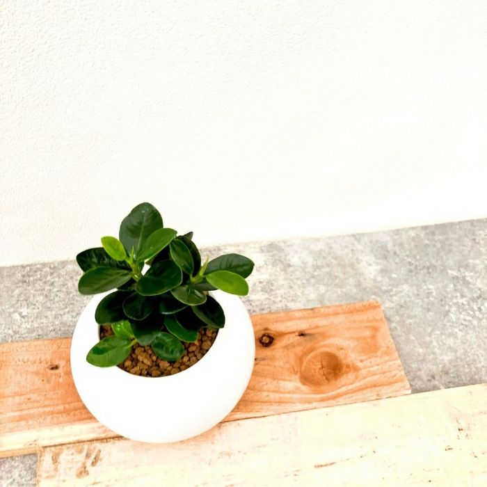 観葉植物現品販売