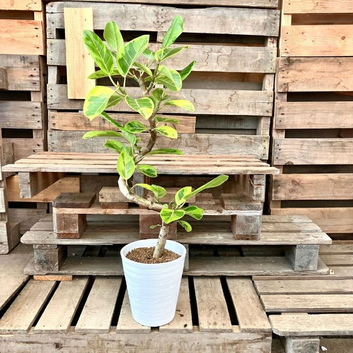 観葉植物現品販売