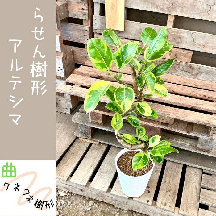 観葉植物現品販売