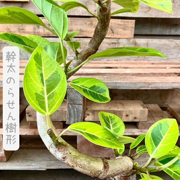 観葉植物現品販売