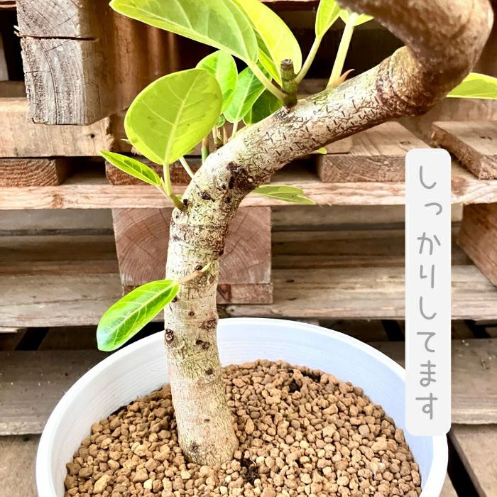 観葉植物現品販売