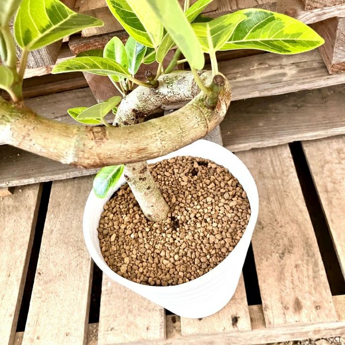 観葉植物現品販売