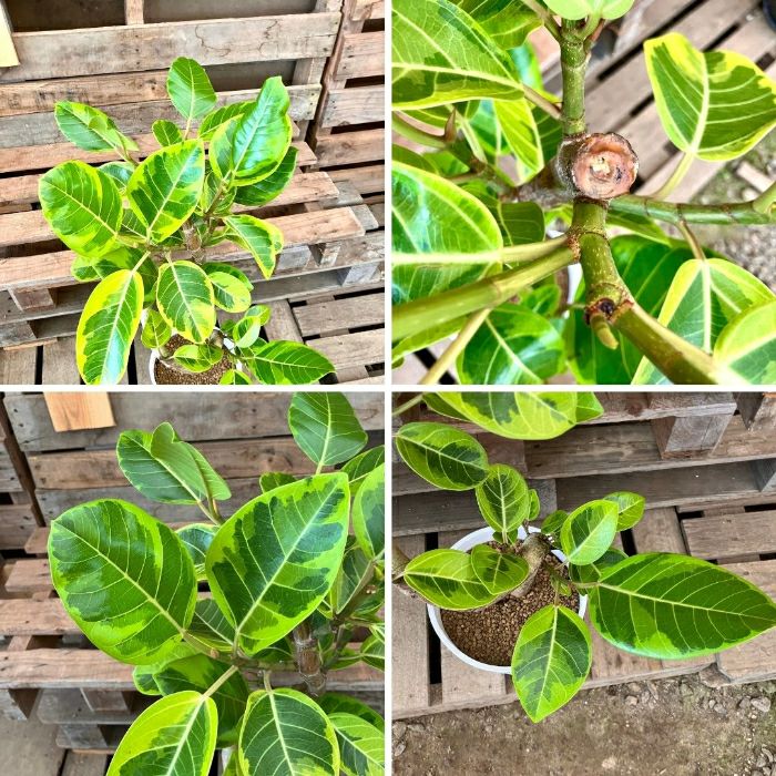 観葉植物現品販売