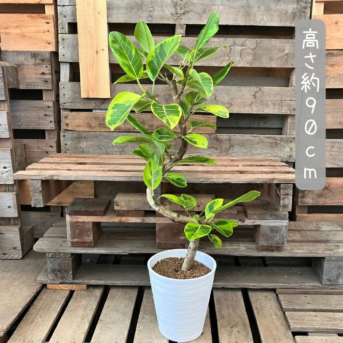 観葉植物現品販売