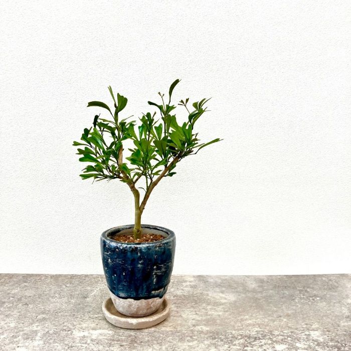 観葉植物現品販売