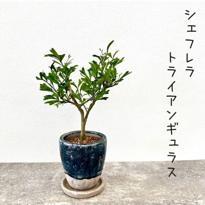 観葉植物現品販売