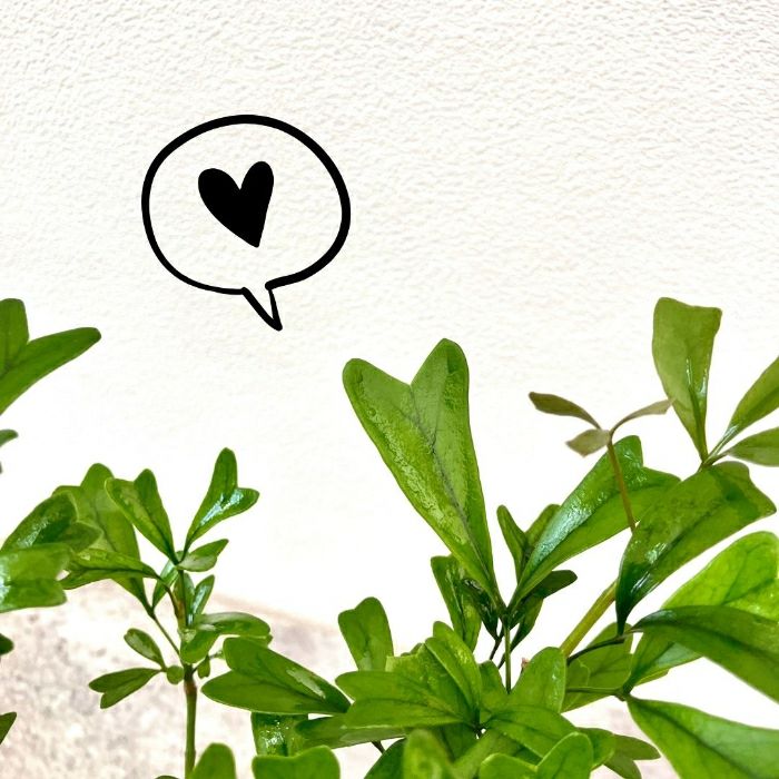 観葉植物現品販売