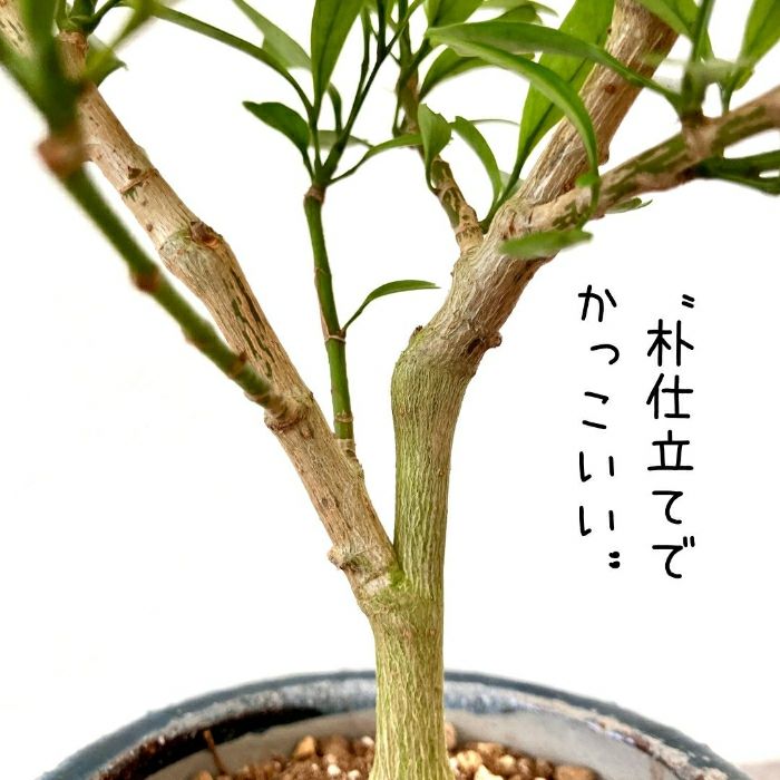 観葉植物現品販売