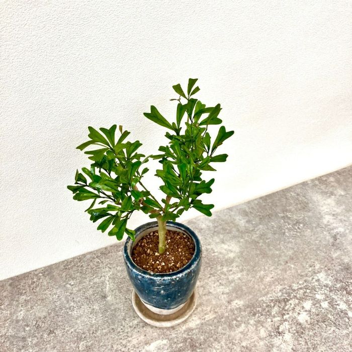 観葉植物現品販売