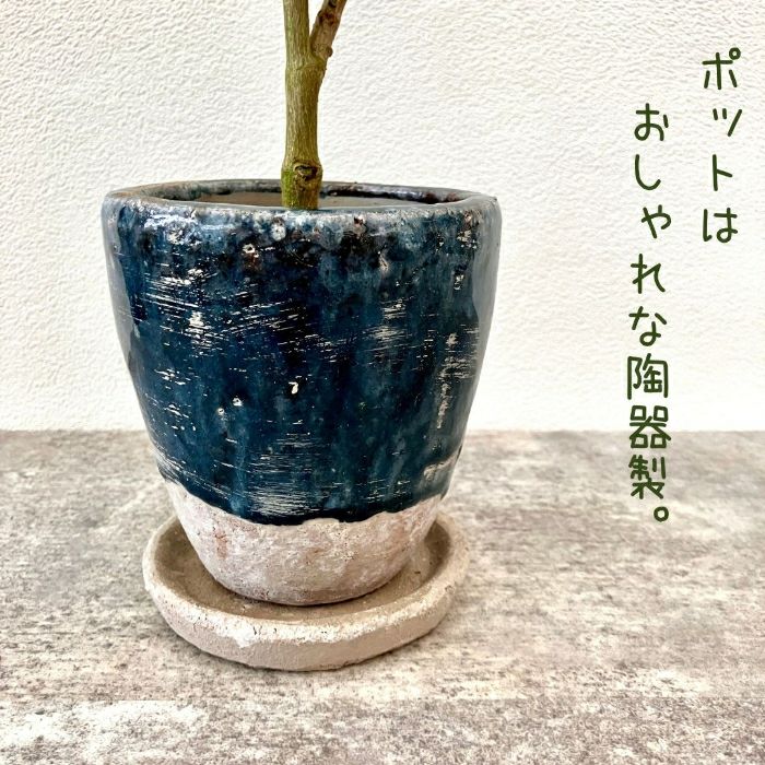 観葉植物現品販売
